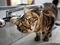 Striped cat with green eyes water faucet