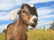 Capricorn, the Goat