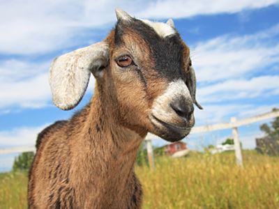 All About Capricorn