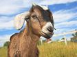 Capricorn, the Goat