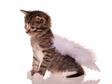 Pet Prayers: Kitten with angel wings