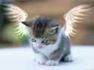 Angel kitty