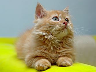 Tan kitten lying on a neon green sofa
