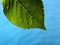 Leaf with drop of water