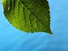 Leaf with drop of water