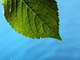 Leaf with drop of water