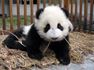 Panda bear