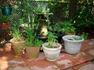 Beliefnet group Organic Gardening