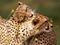 pictures of hugging