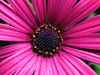 Pink gerbera daisy