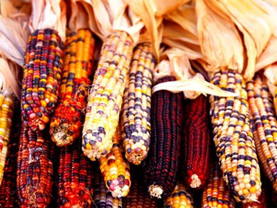 Celebrate Kwanzaa Indian corn