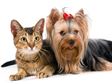 Pets-Cat and Dog