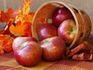 Basket of red apples