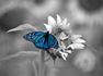 Blue butterfly on a sunflower