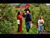 apple picking as a family