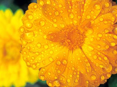 Raindrops on yellow flowers