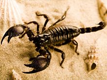 Scorpio, the Scorpion