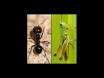Hard Financial Times Be Like an Ant Intro