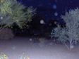 Angel spirit orbs pictures