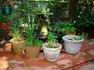Beliefnet group Organic Gardening