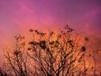 bramble silhouetted against pink sky