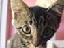 Funny Cat Face