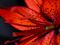 Red tiger lily