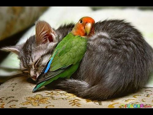 Animals