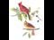 Cardinal