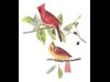 Cardinal
