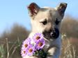 Puppy with flowers