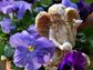 Angel statue and pansies