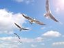Birds flying