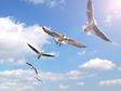 Birds flying