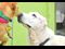 animal rescue, laura simpson, inspirational pet stories