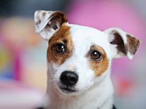 Jack Russell puppy