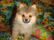 Cute Dog Pictures