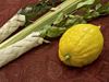 Etrog and Lulav of Sukkot