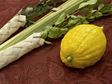 Etrog and Lulav of Sukkot