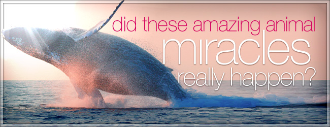 Miracles, Animals