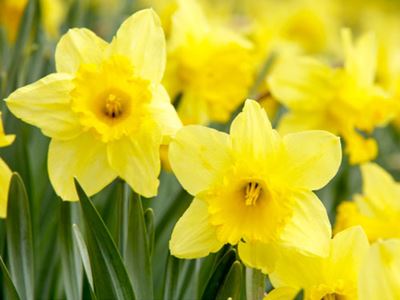 Yellow daffodils