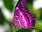 Purple butterfly