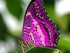 Purple butterfly