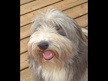 New Your Inspiring Pets
