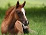 Pets-Horse lying in the grass