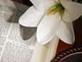 Bible Lily