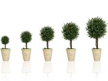 Potted plants growing in size