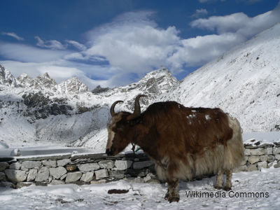 Yak at Mount Everest