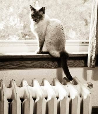 siamese cat at window