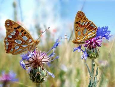 Two butterflies on two thistles in a field